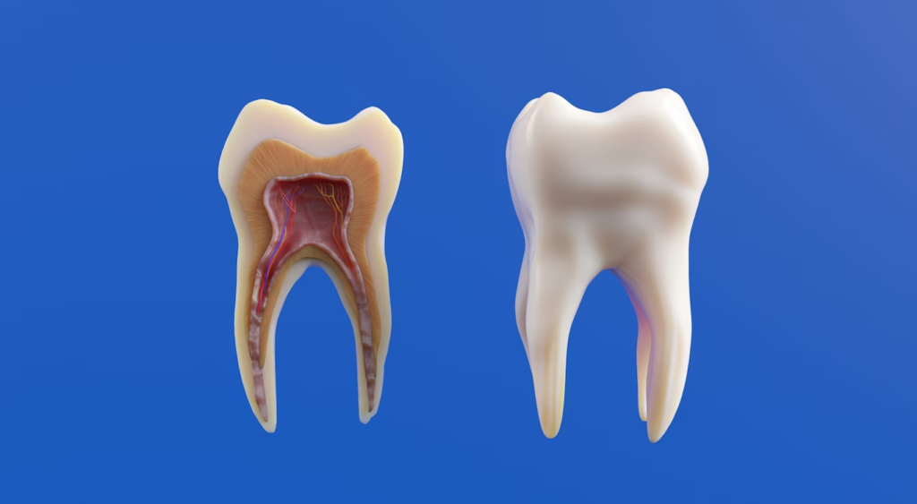 Dents de sagesse : douleur insupportable, que faire ?